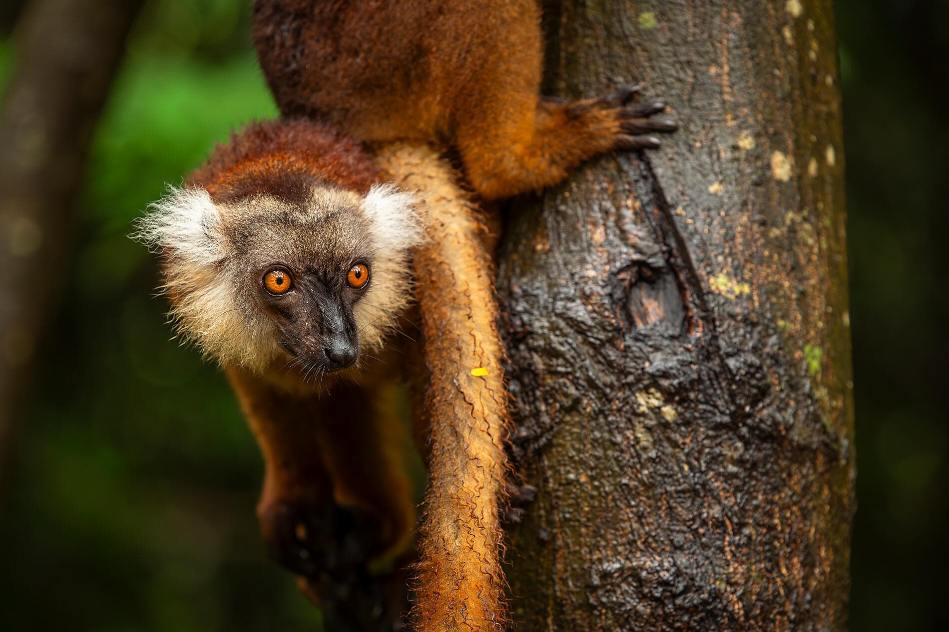 From Madagascar to the Seychelles, unsuspected Islands 