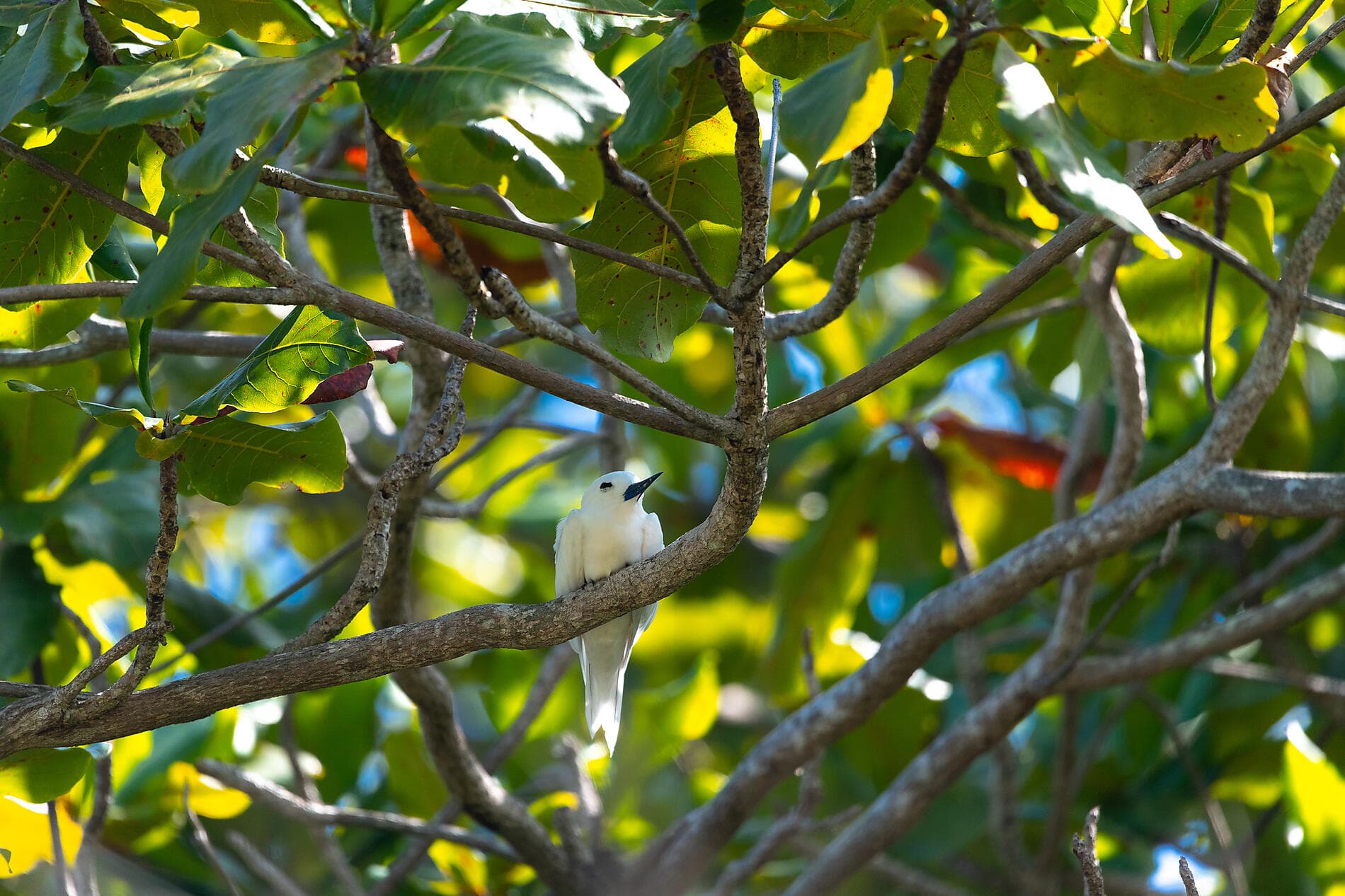 From Madagascar to the Seychelles, unsuspected Islands 