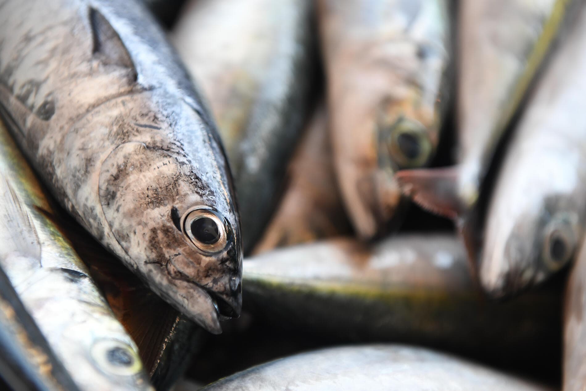 Homage to Rostropovitch, the cellist of the century 