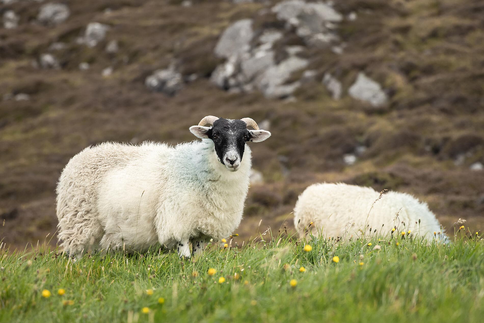 Wild Scotland and mythical islands