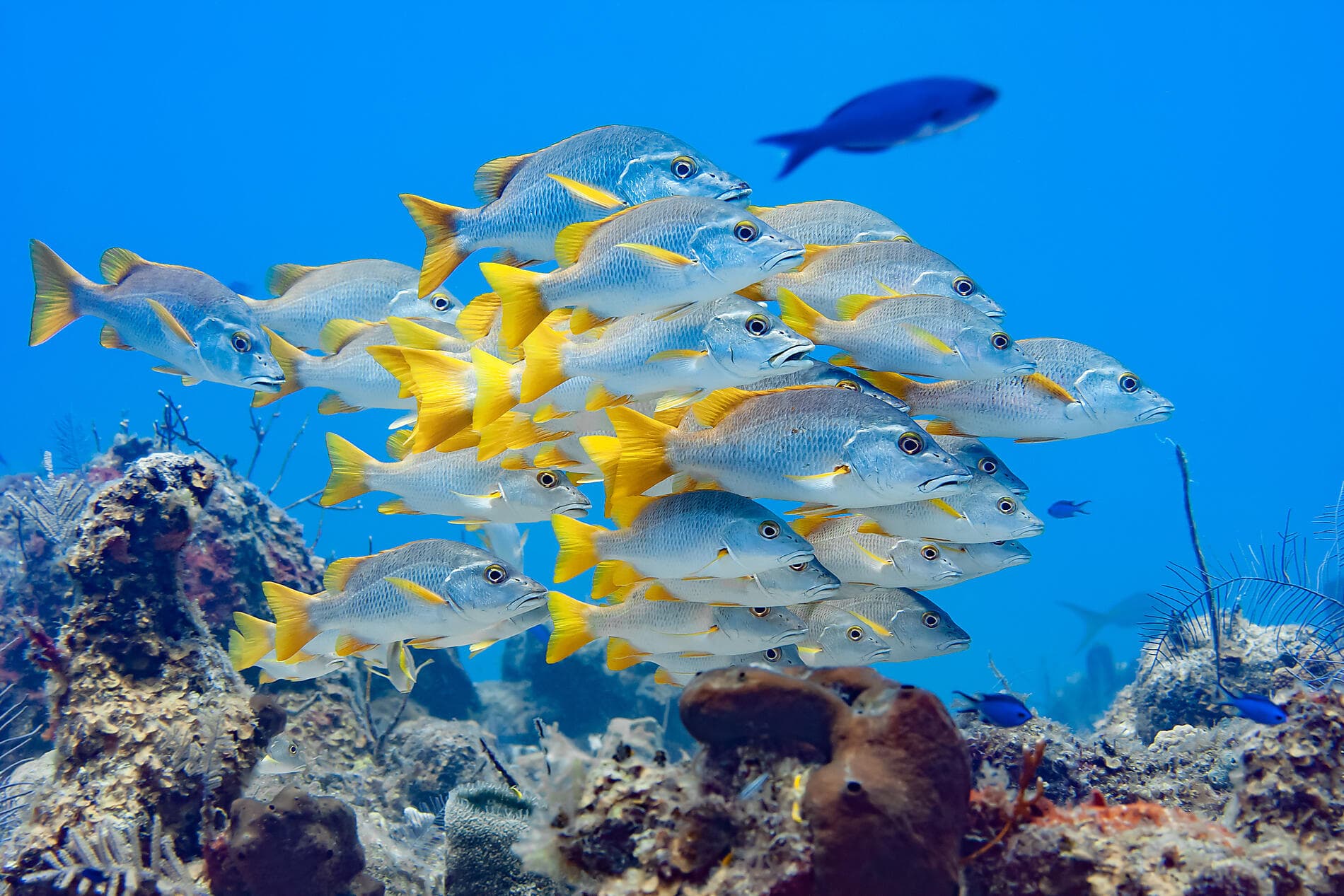 Jewels of the northern Caribbean 