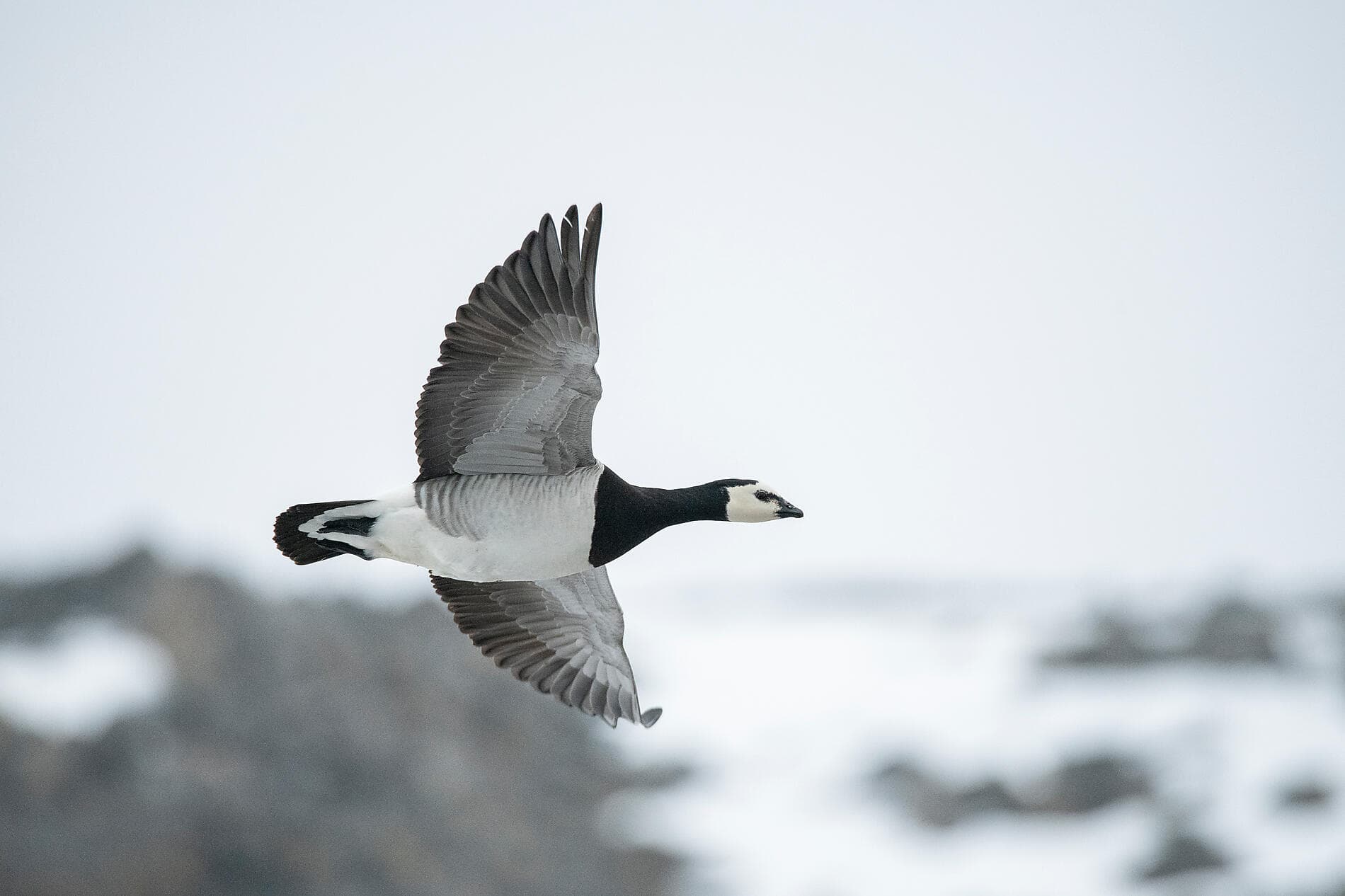 Unexplored Svalbard 