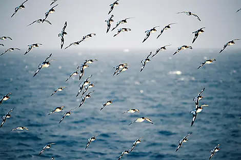 15 Jan 26 > 16 Jan 26 - Crossing the Drake Passage