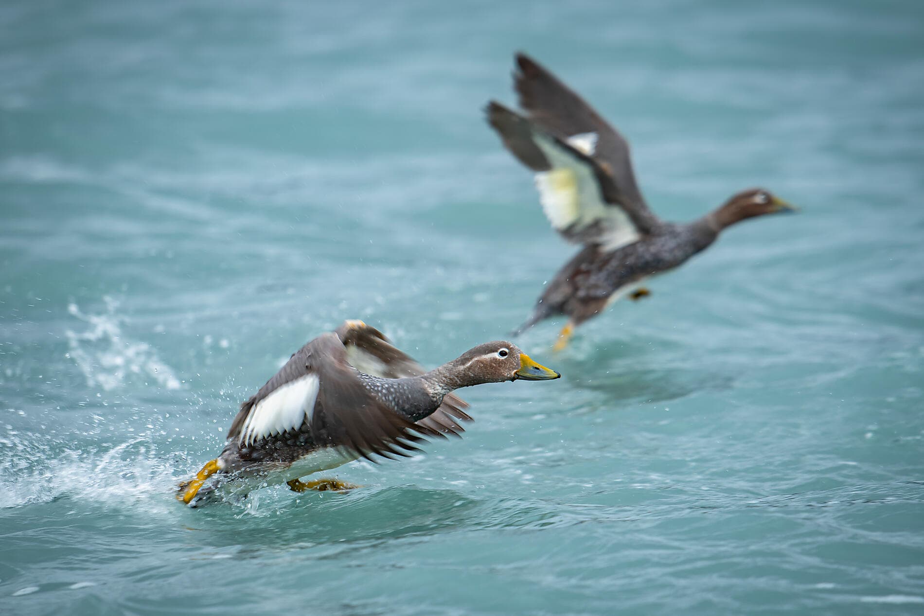 The best of Chilean Fjords 
