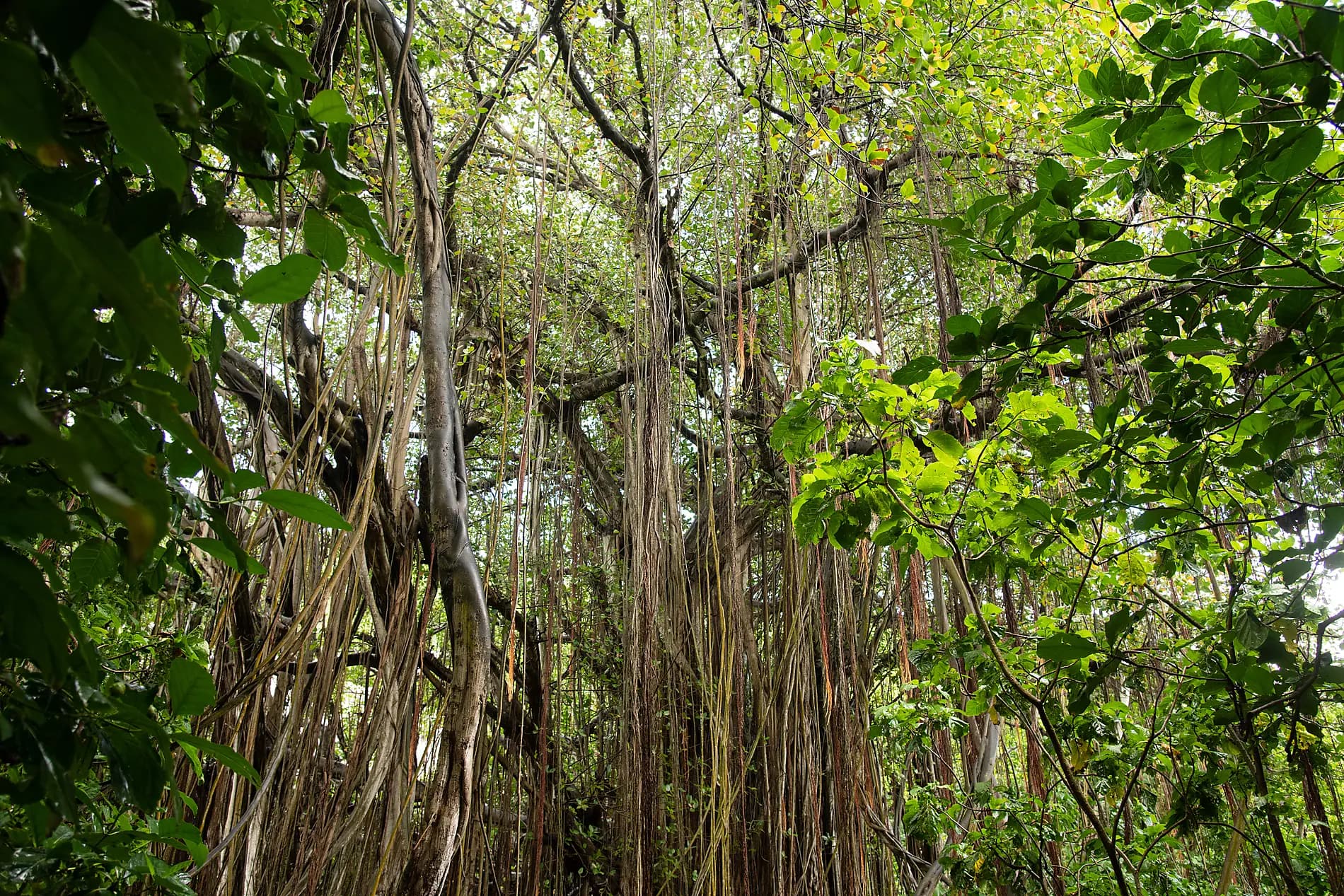 The essential Seychelles  