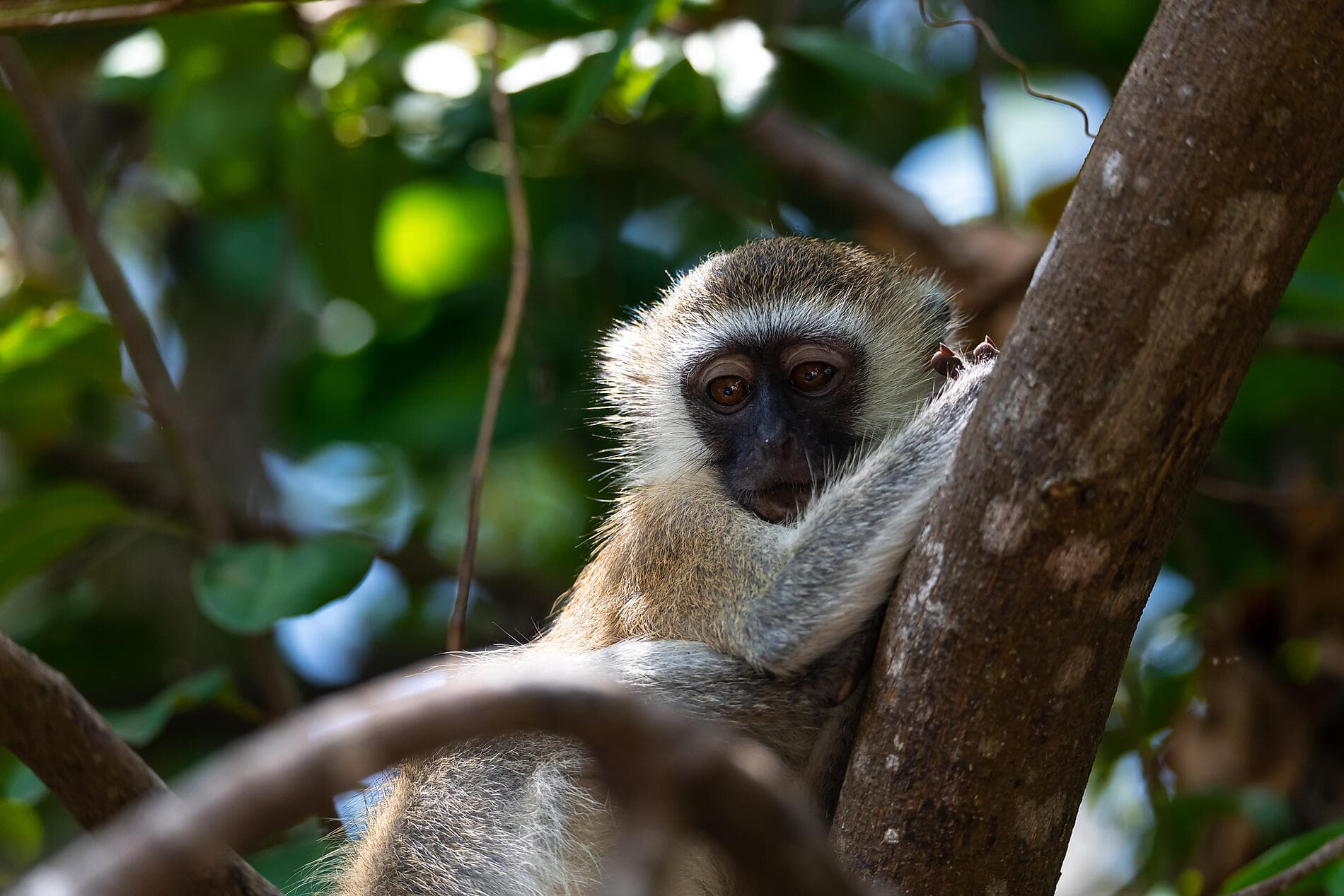 Madagascar, Zanzibar and the jewels of the Indian Ocean 