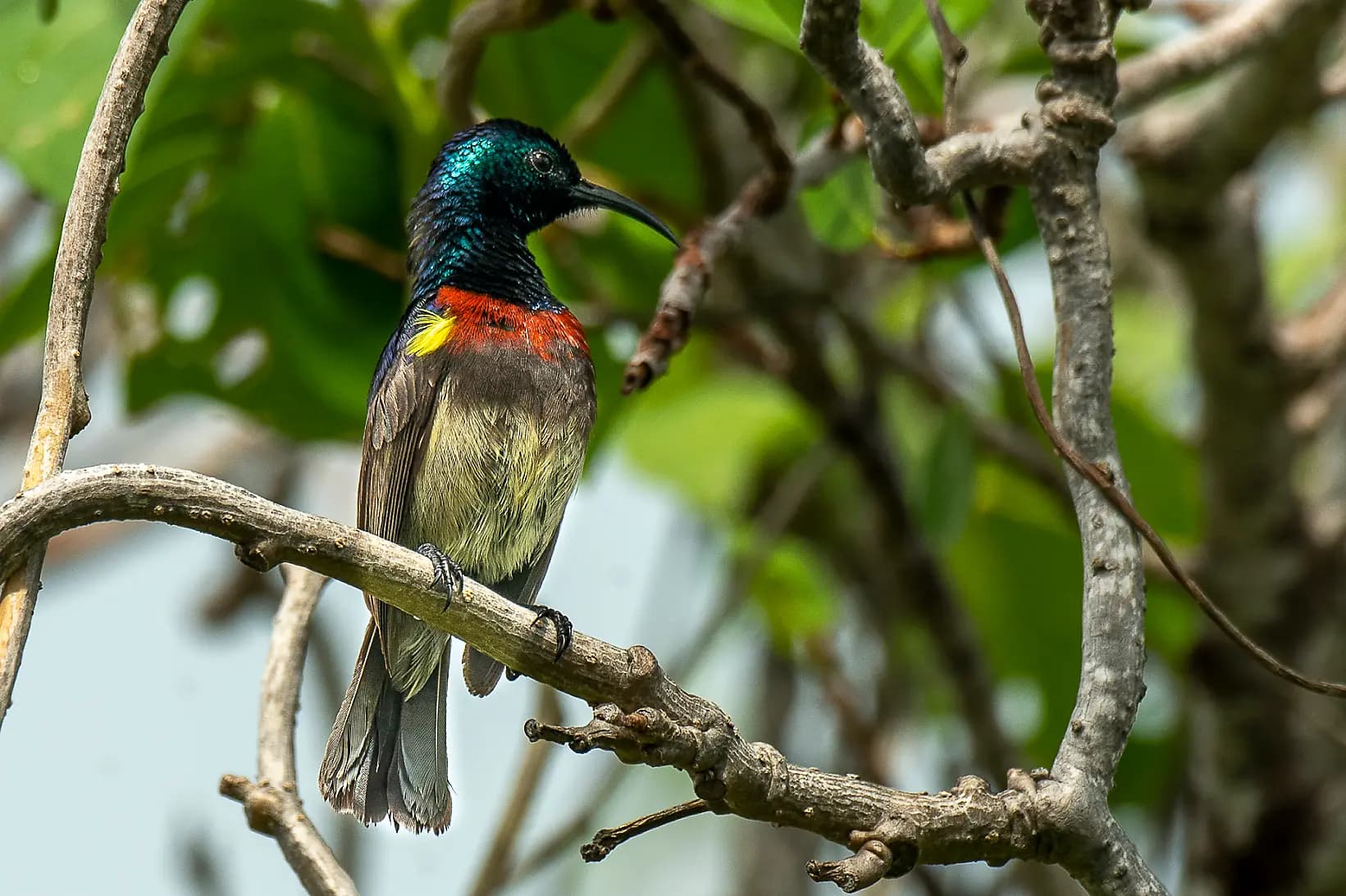 Madagascar, Zanzibar and the jewels of the Indian Ocean 