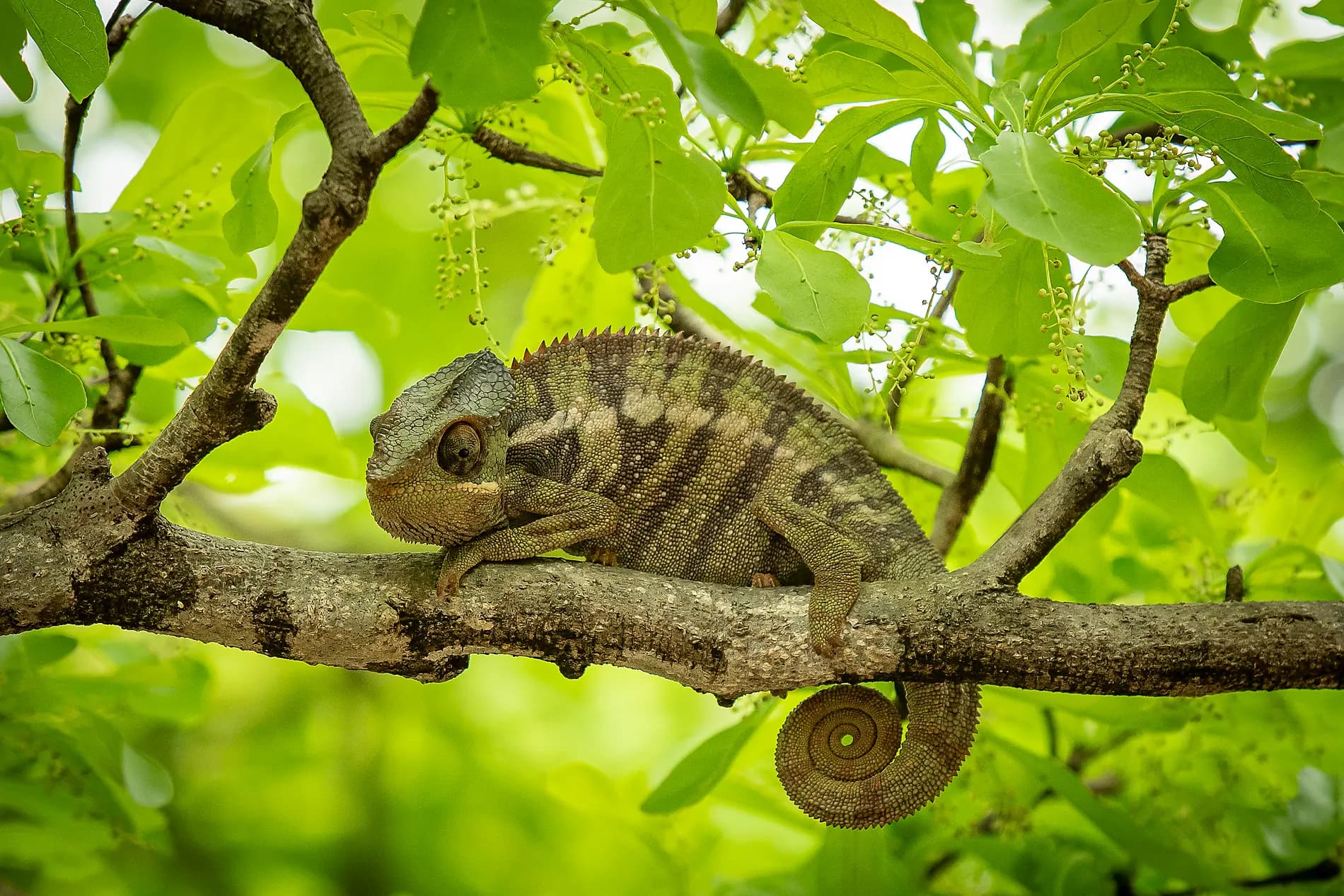 Madagascar, Zanzibar and the jewels of the Indian Ocean 