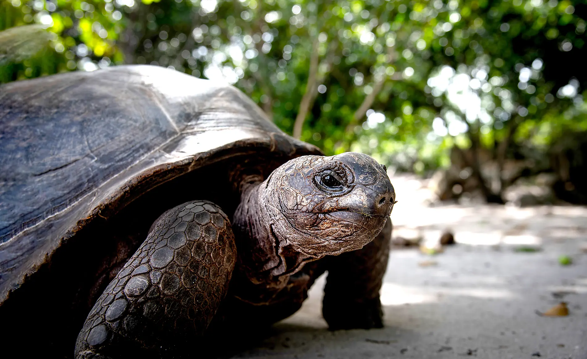 Madagascar and Seychelles: Natural Treasures of the Indian Ocean – with Smithsonian Journeys 
