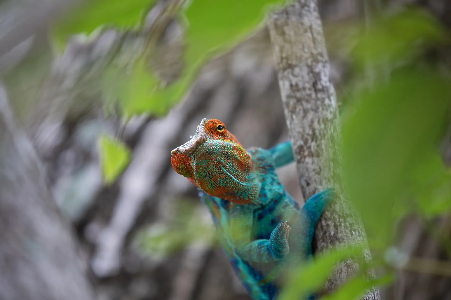 Madagascar and Seychelles: Natural Treasures of the Indian Ocean – with Smithsonian Journeys 