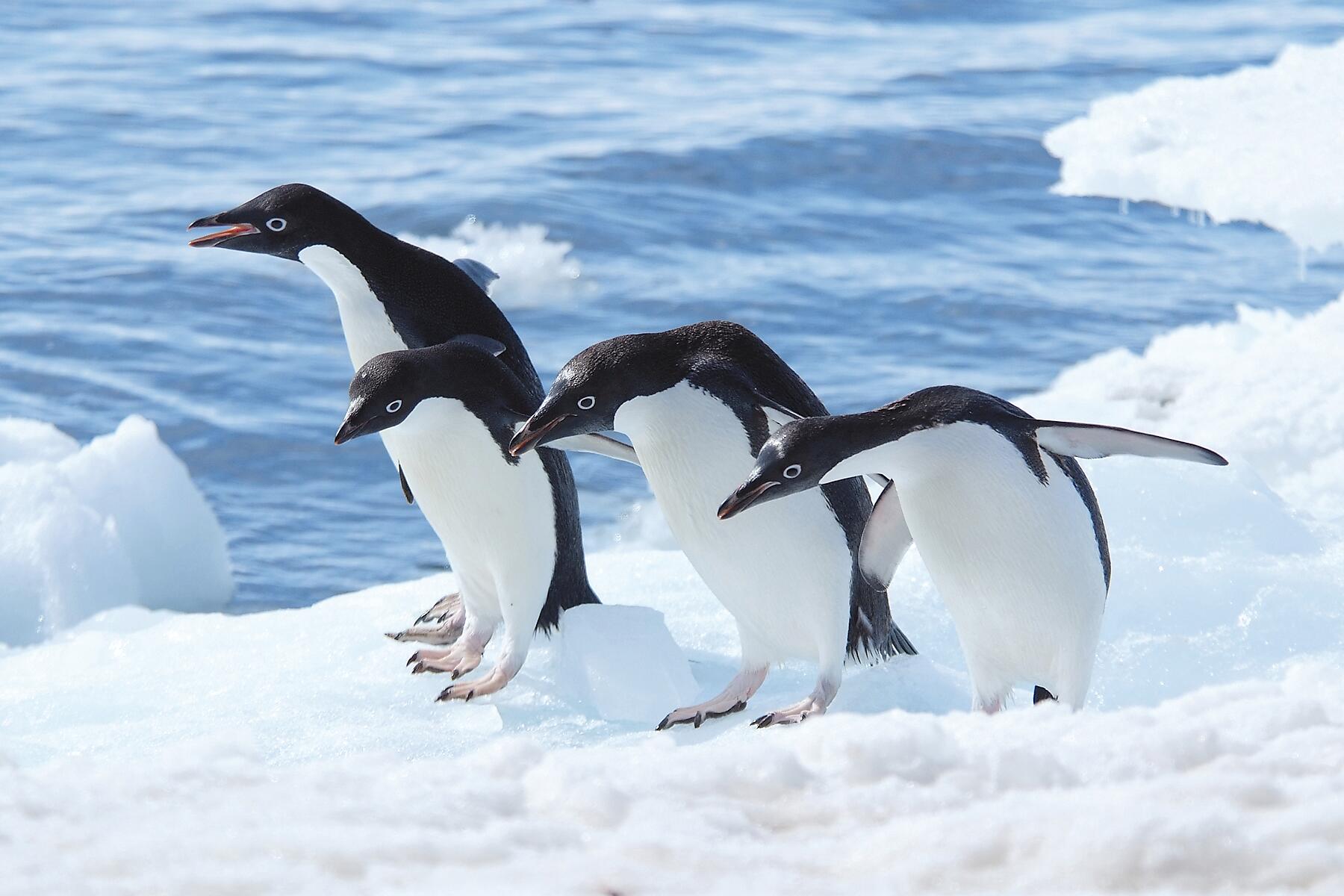 nathalie-michel-pingouins-antarctic.jpg