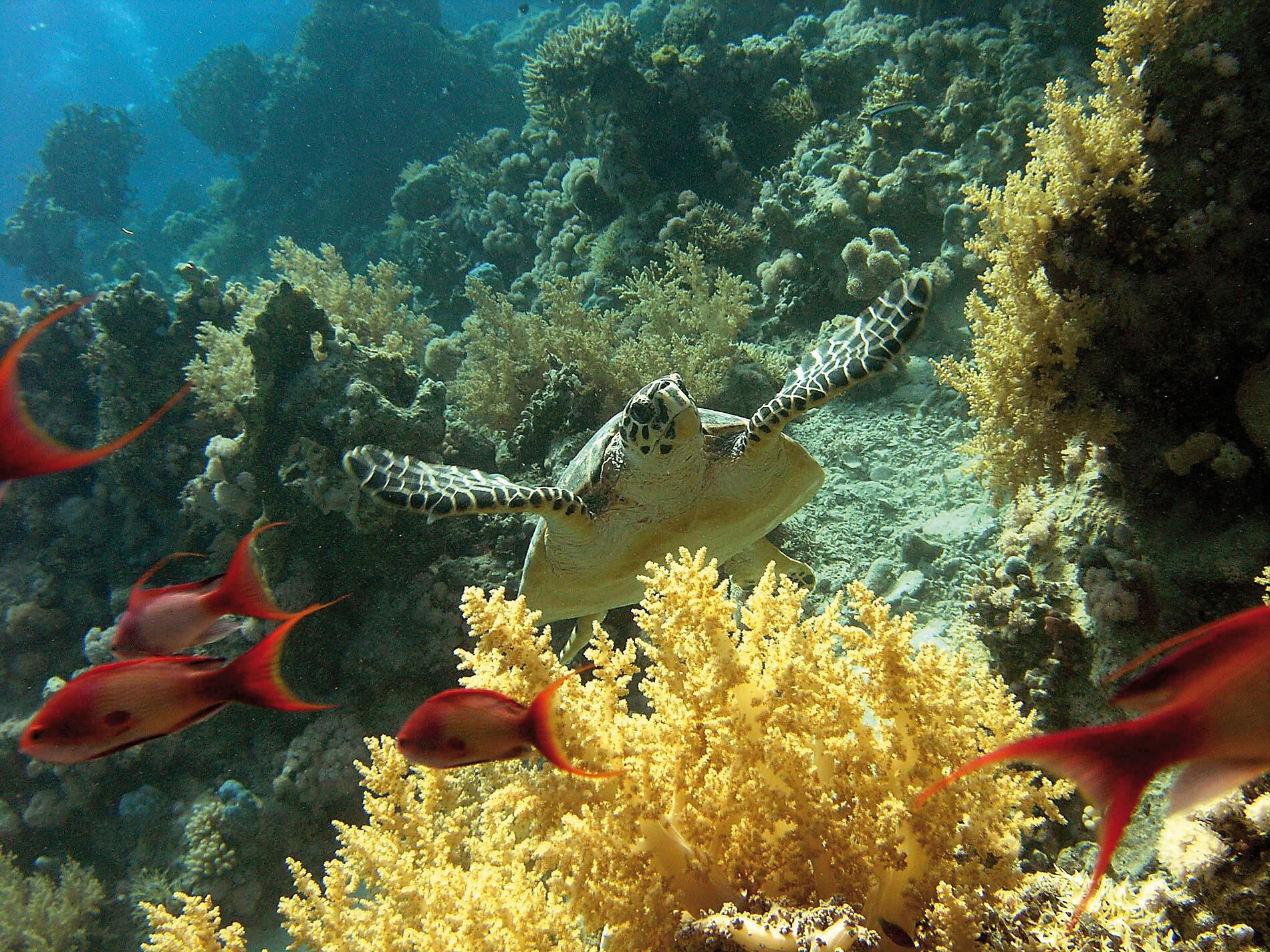 erik at ras mohamed ot seychelles turtle .jpg