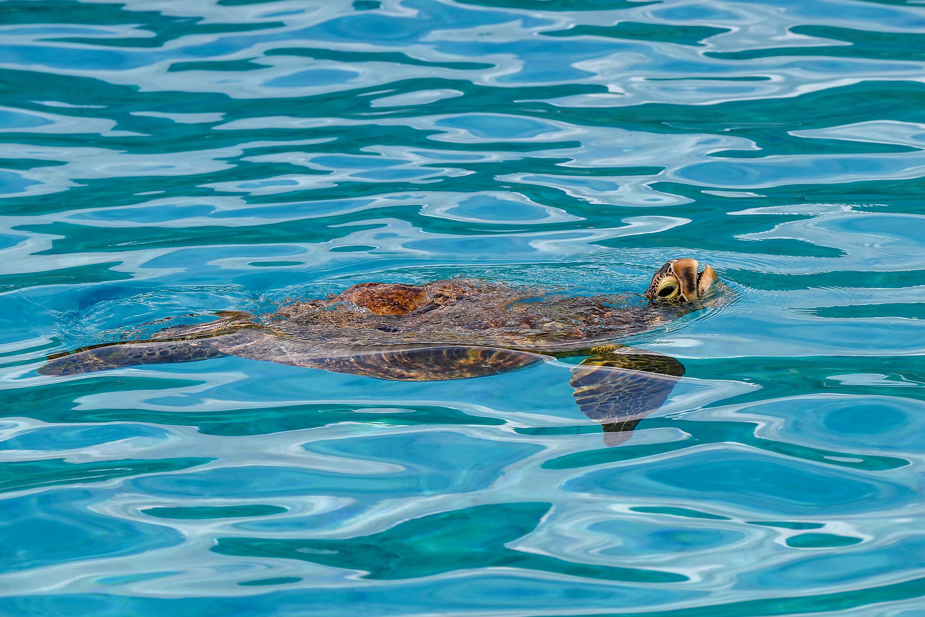 No-3380_N090422_Moorea_Tortuequirespire©StudioPONANT-Thibault Garnier.JPEG