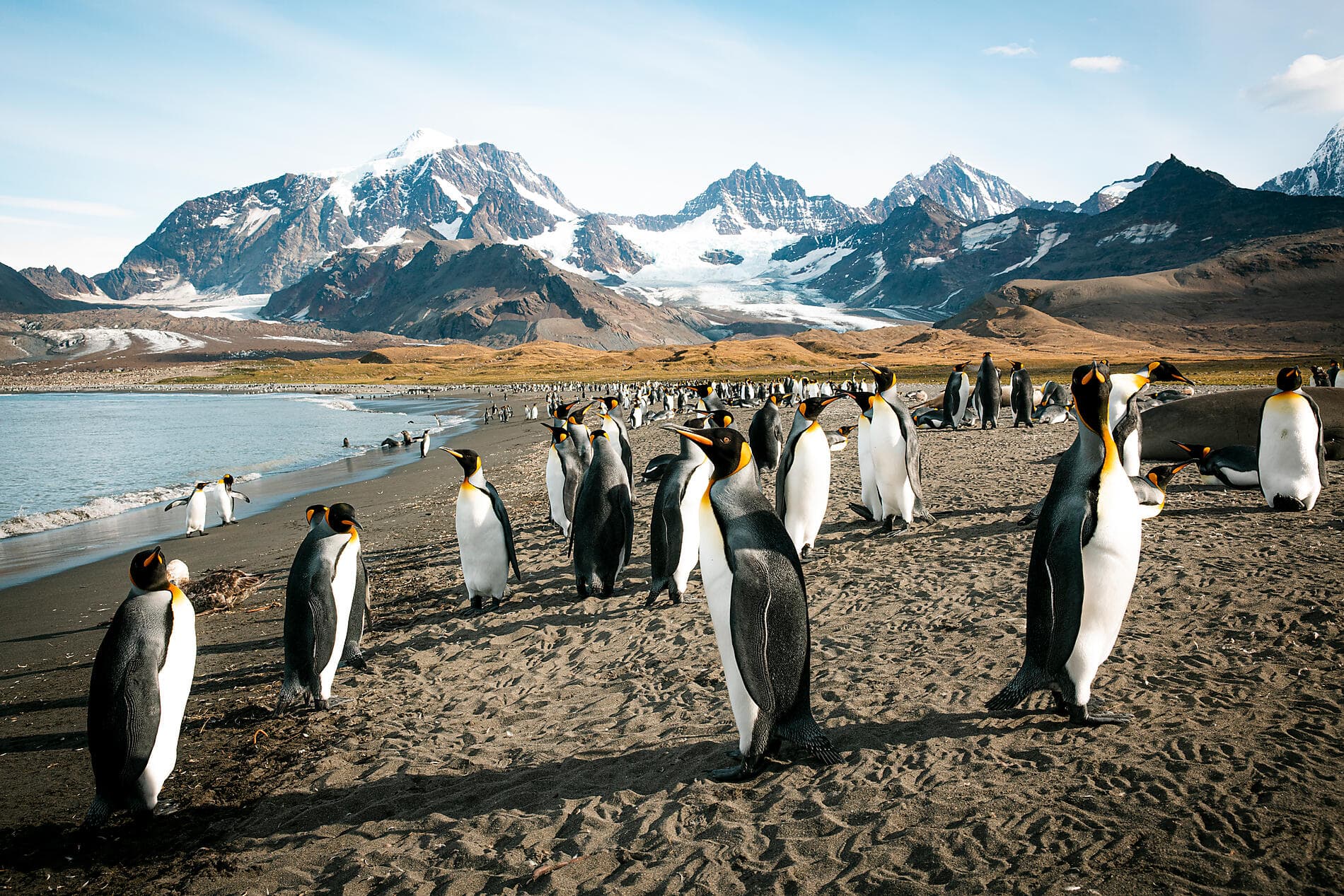 The Great Austral Loop
