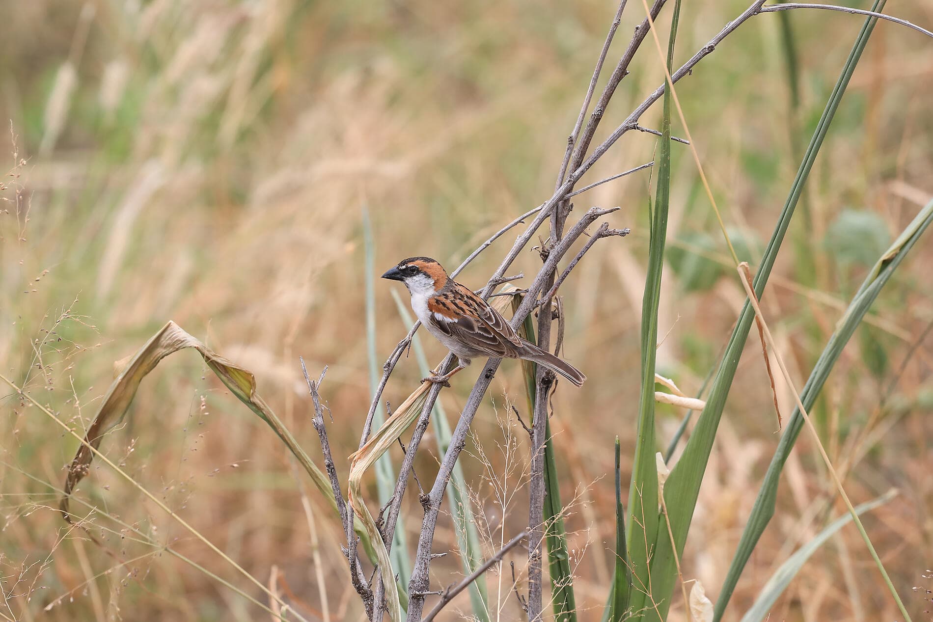 Volcanic landscapes from Cape Verde to Canary Islands