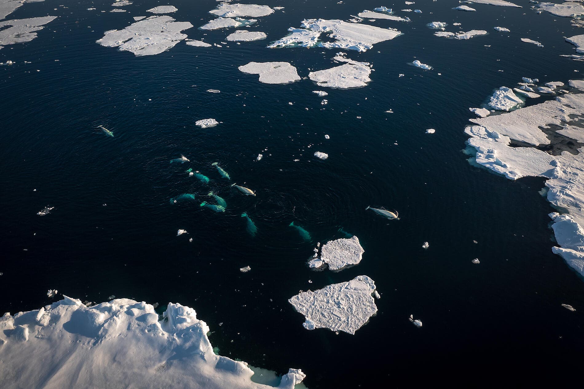 At the edge of the High Arctic