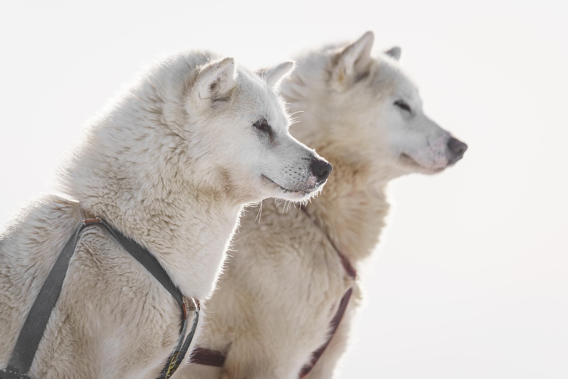 At the edge of the High Arctic