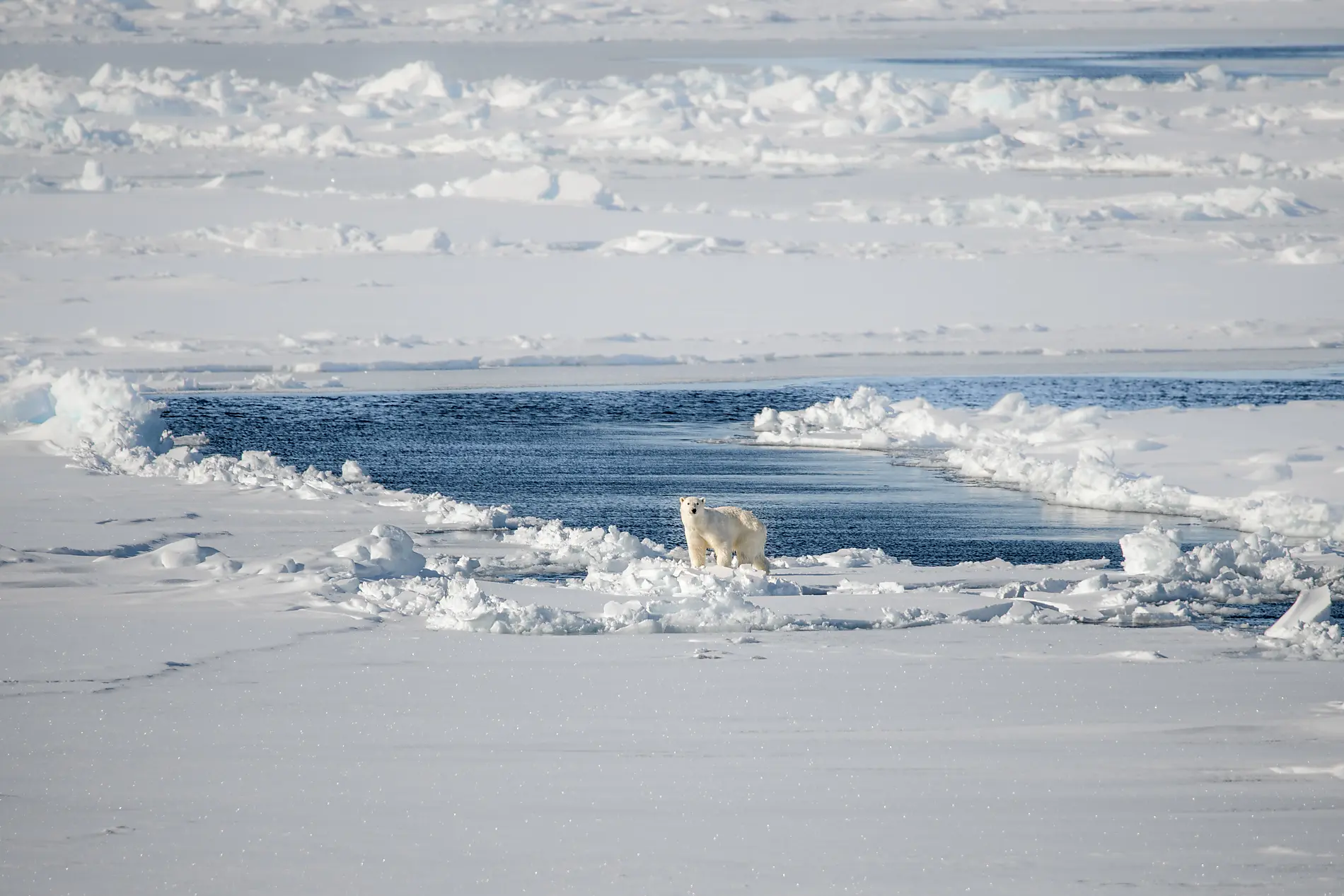 At the edge of the High Arctic