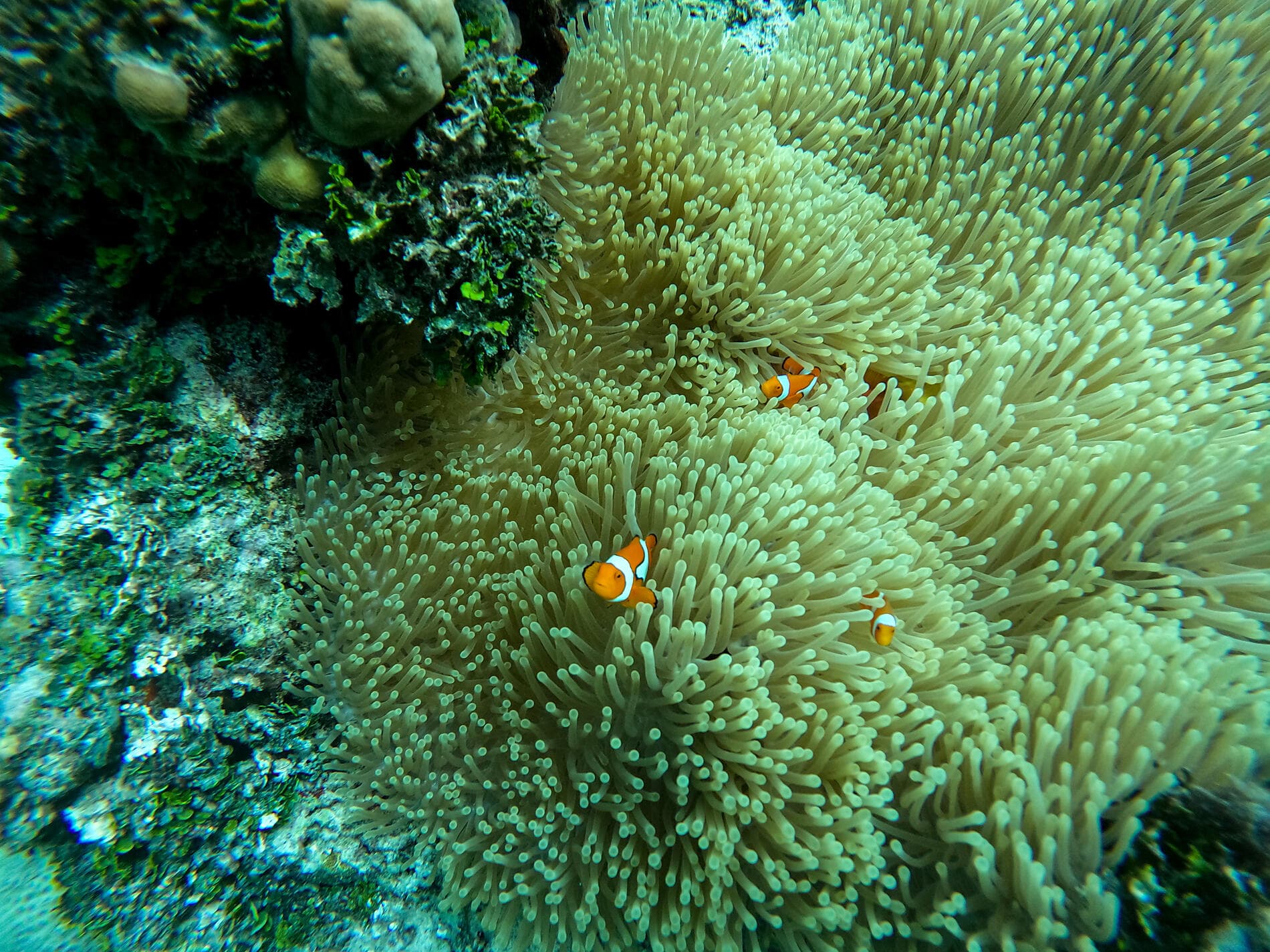 Secrets of the Pacific from the Solomon Islands to Palau