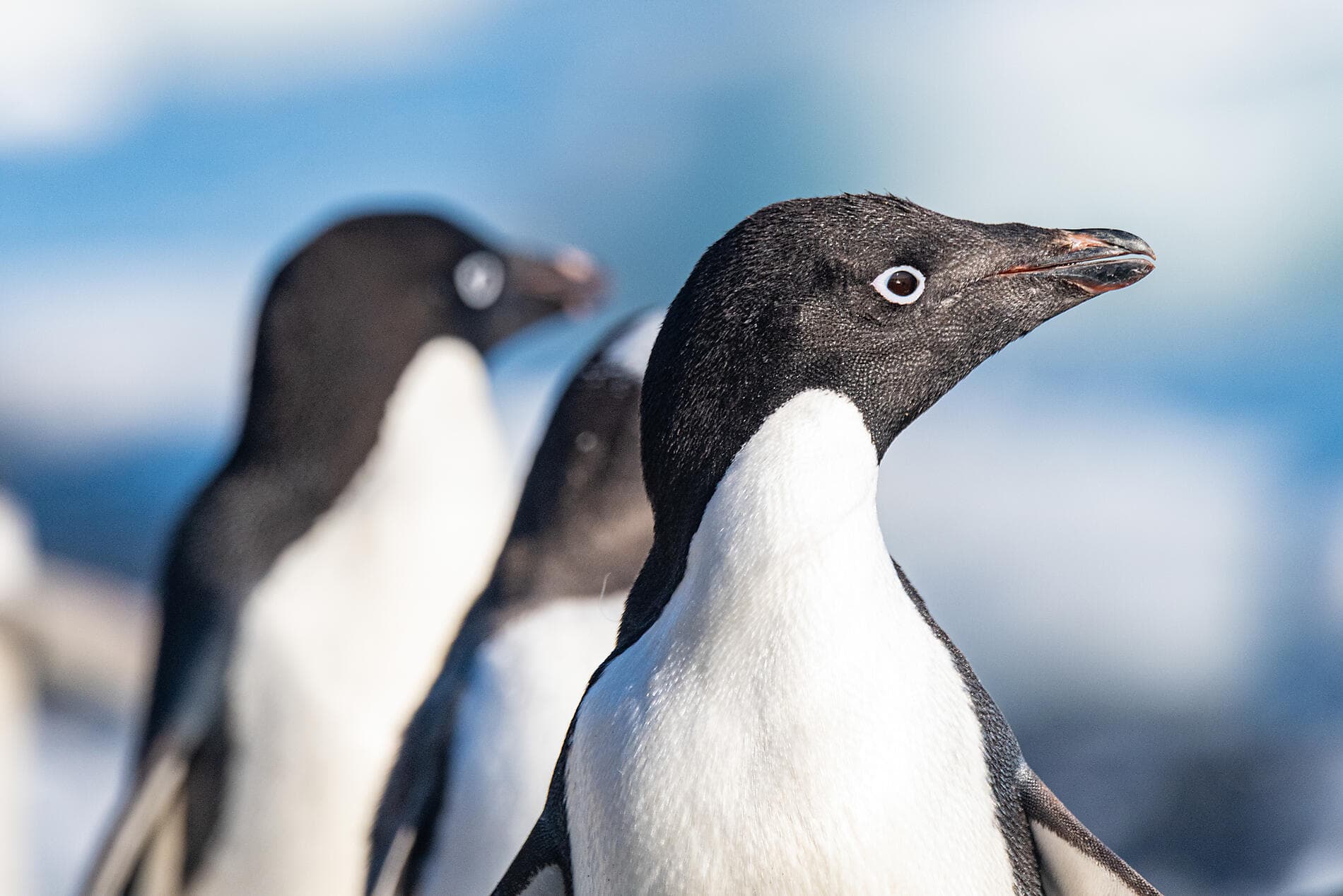 Unexplored Western Antarctica between Two Continents