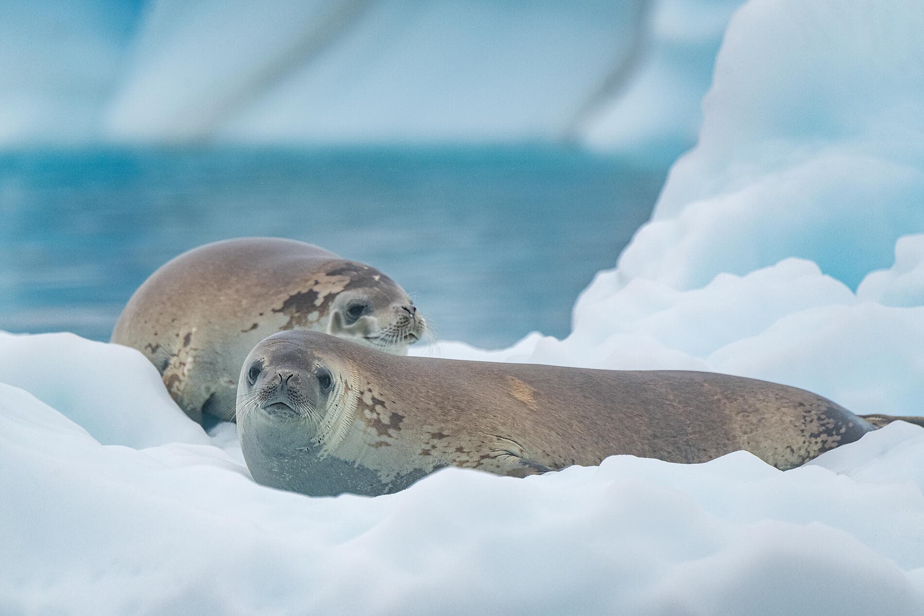 Unexplored Western Antarctica between Two Continents