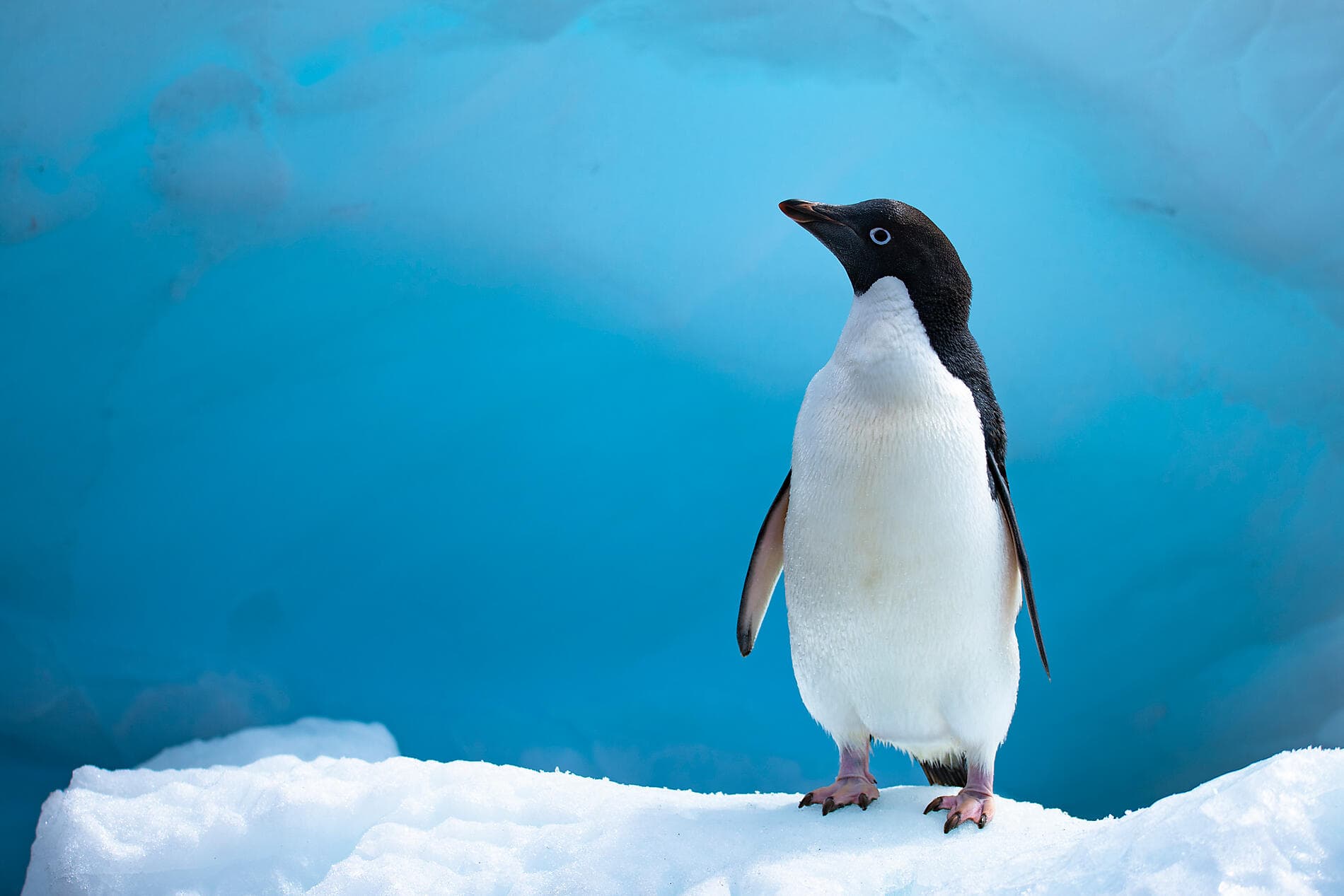 Setting sail for the ice of the mythical Weddell Sea