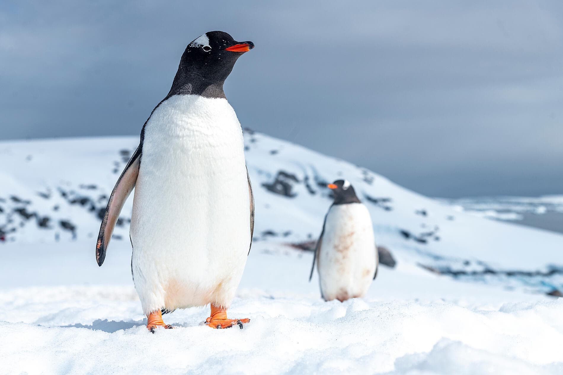 Antarctica: The White Continent – with Smithsonian Journeys