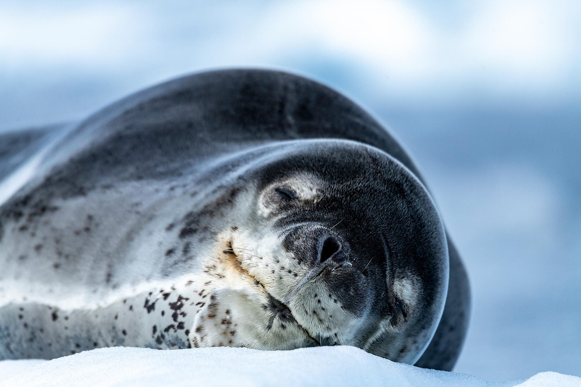 Antarctica: The White Continent – with Smithsonian Journeys