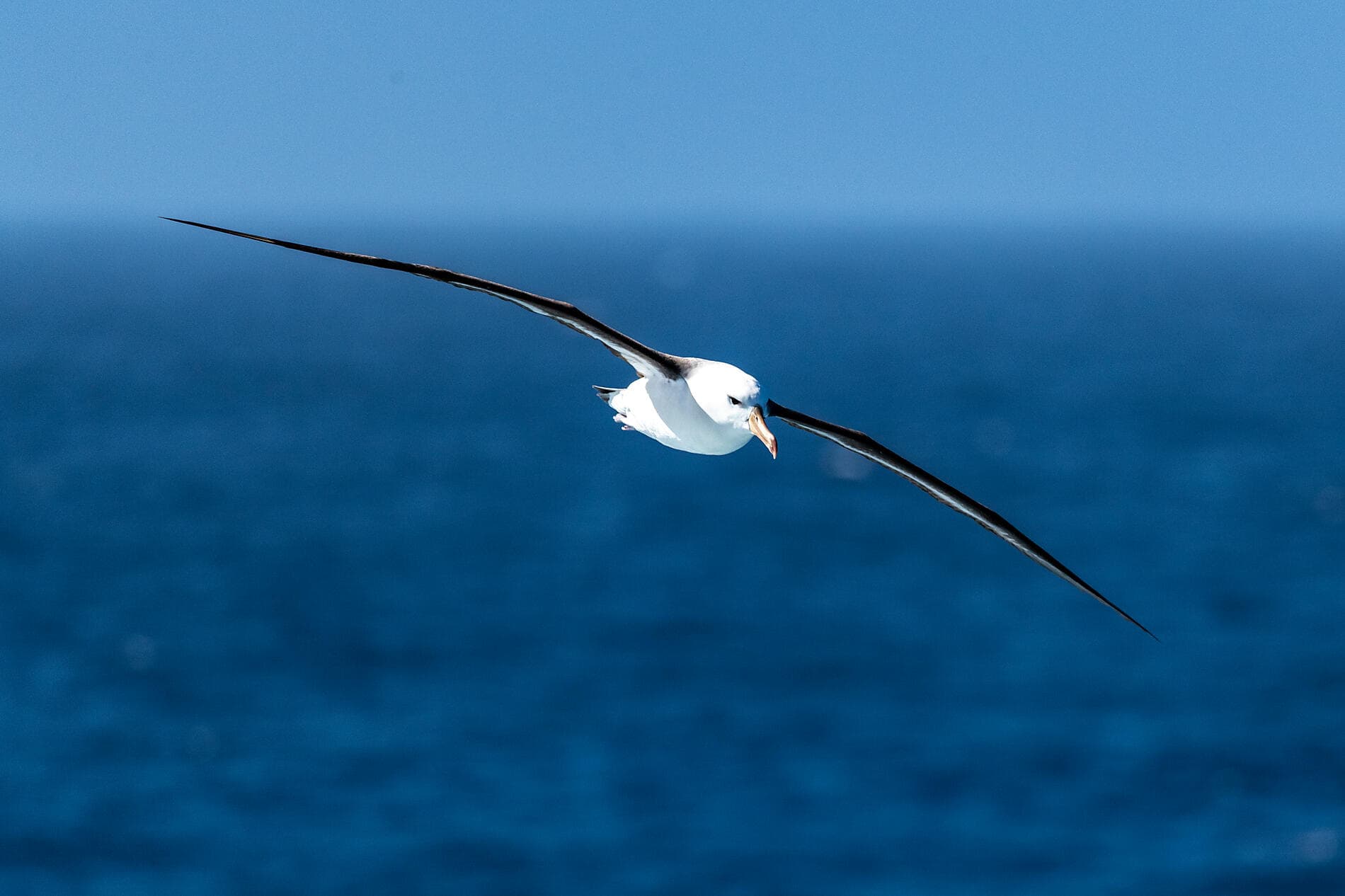 Antarctica: The White Continent – with Smithsonian Journeys