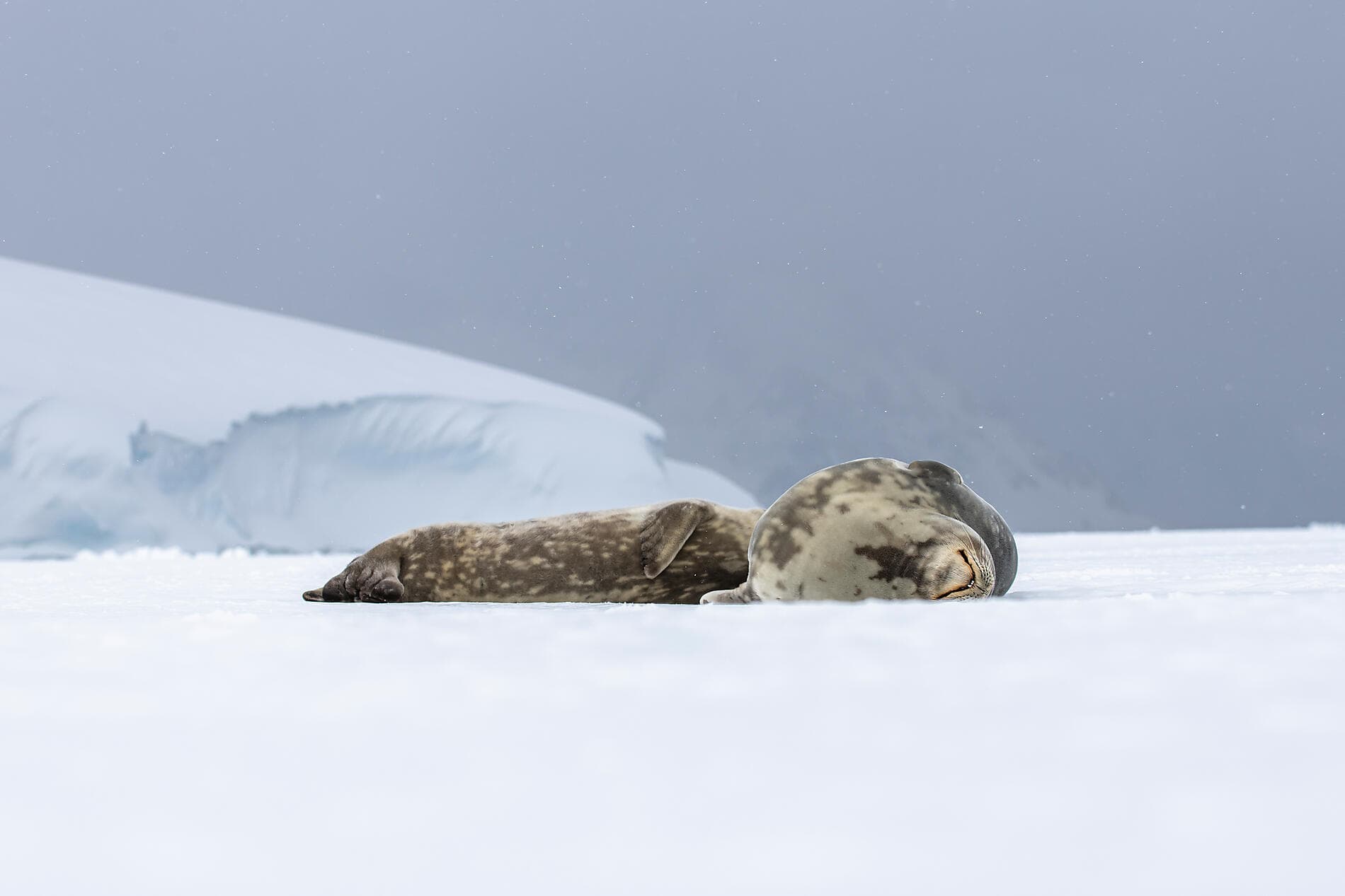 The Weddell Sea & Larsen Ice Shelf