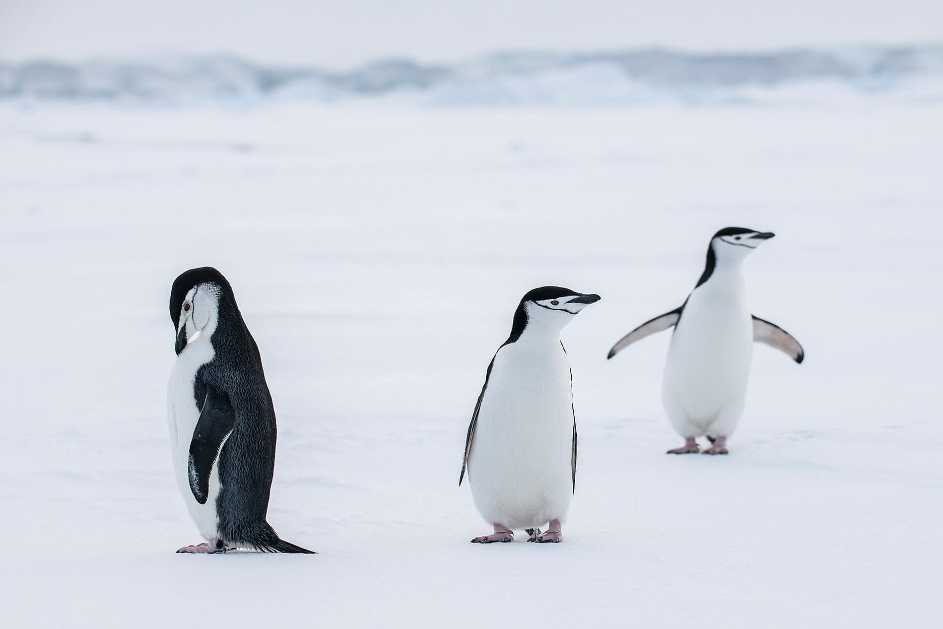 The Weddell Sea & Larsen Ice Shelf