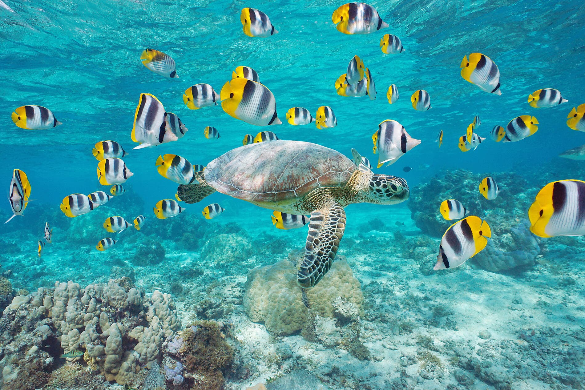 Pearls of the Society Islands