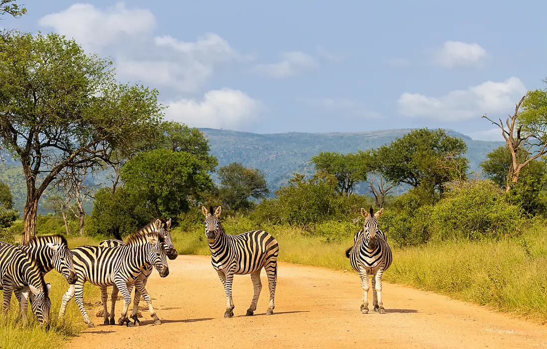 Kruger Safari: Luxury and Wildlife at Shishangeni Camp (3 nights)