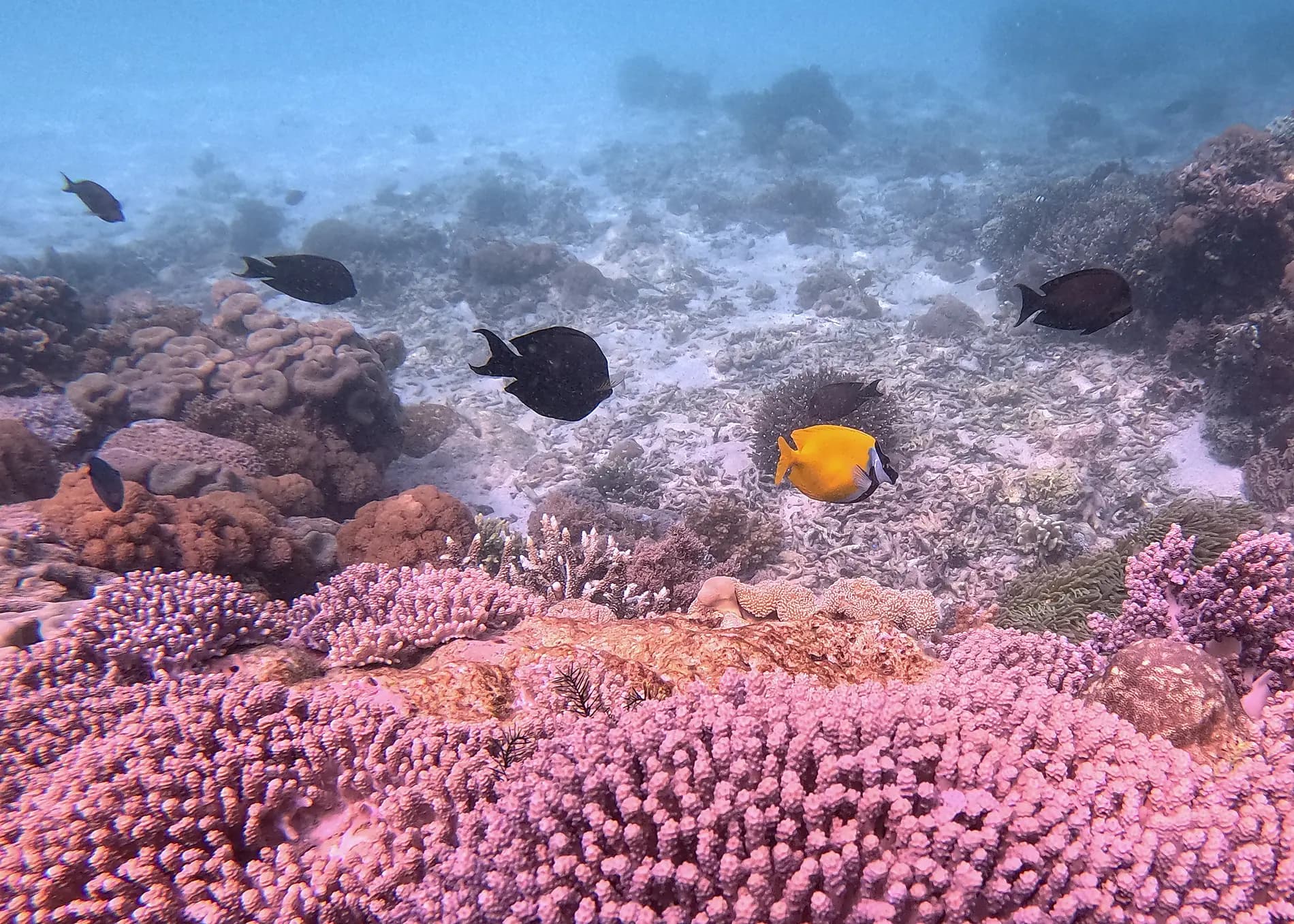 Hidden treasures of the Indonesian archipelago