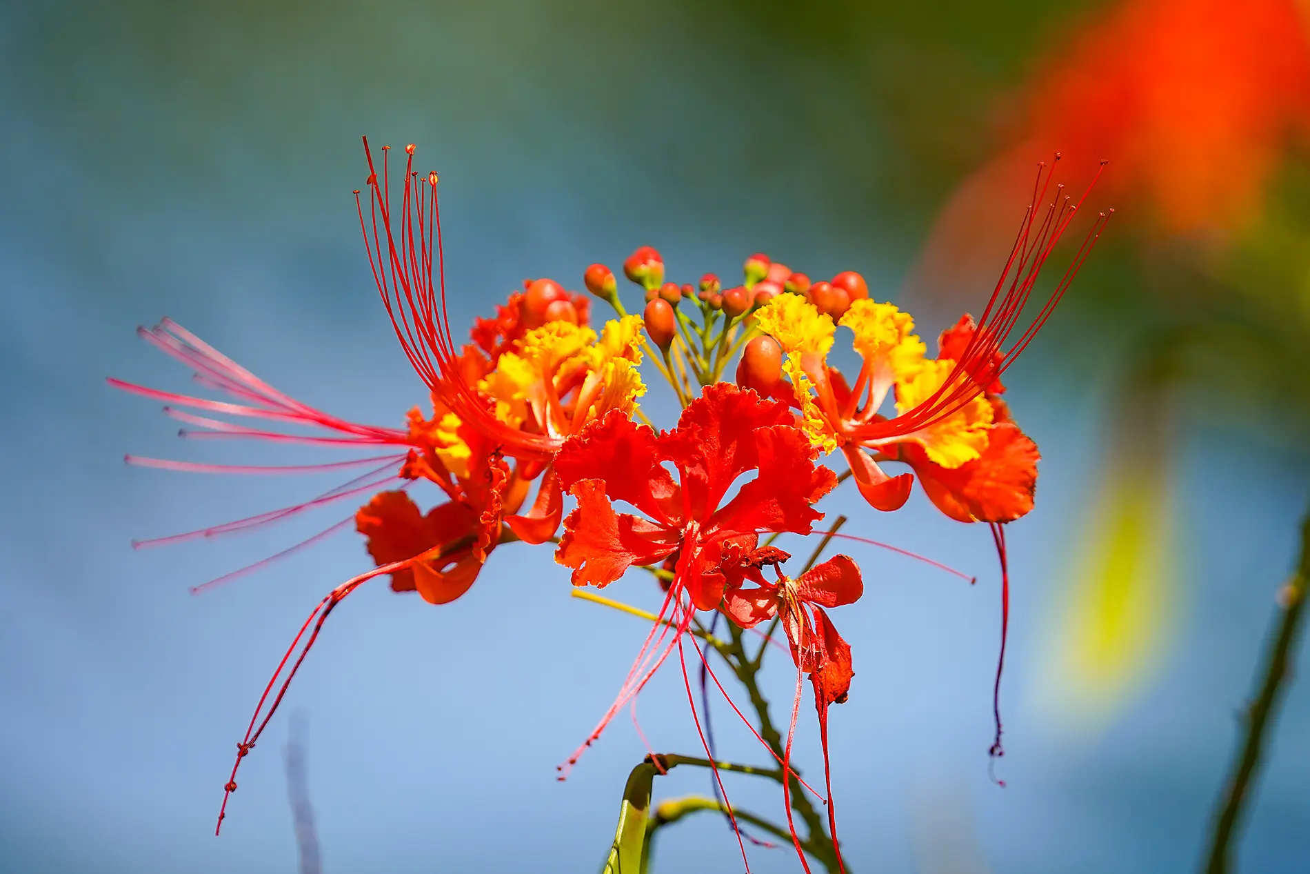 History and culture visiting Caribbean jewels