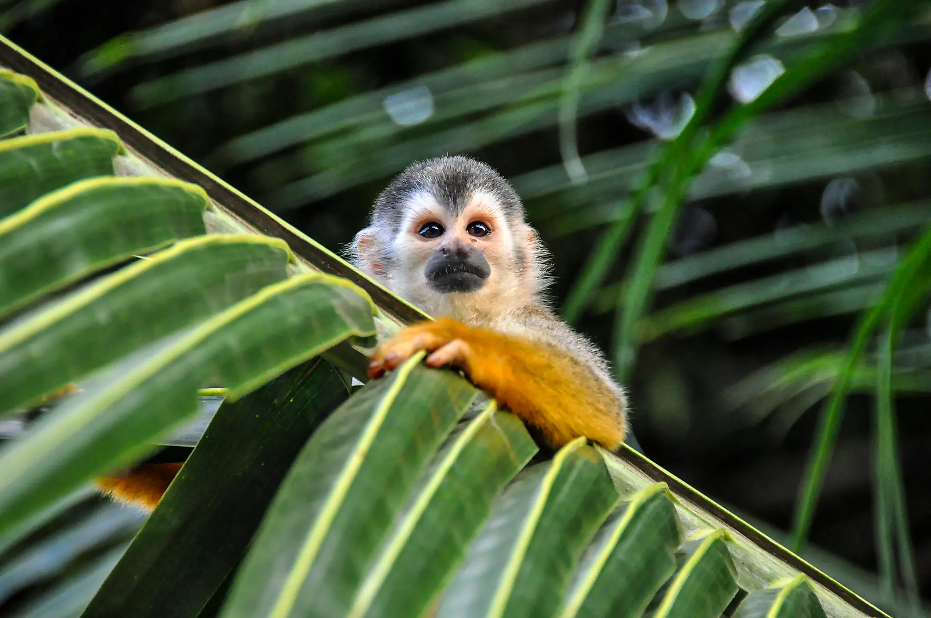 Central America Jewels & Panama Canal